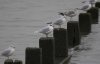 Mediterranean Gull at Westcliff Seafront (Steve Arlow) (48097 bytes)